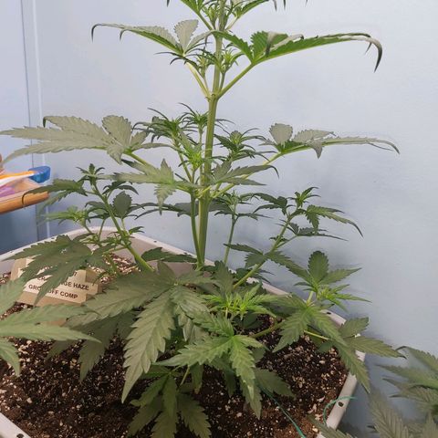Super Orange Haze  growlog timeline photo
