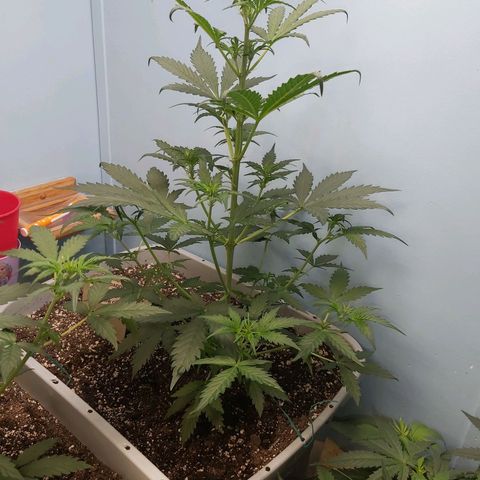 Super Orange Haze  growlog timeline photo