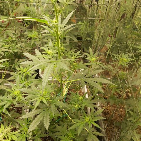 Super Orange Haze  growlog timeline photo