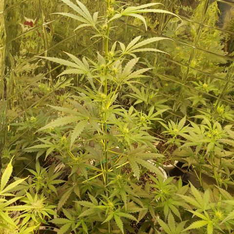 Super Orange Haze  growlog photo: 32 inches tall today