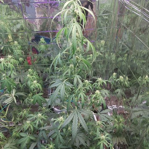Super Orange Haze  growlog photo: Just flushed