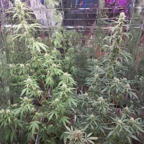 Super Orange Haze  growlog timeline photo