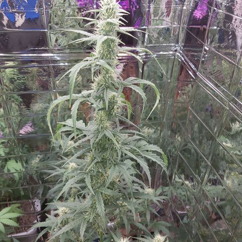 Super Orange Haze  growlog timeline photo