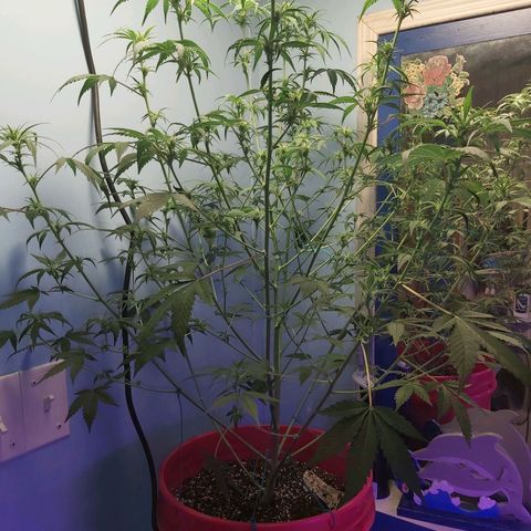 Super Orange Haze  growlog photo: Started flower on October 20
