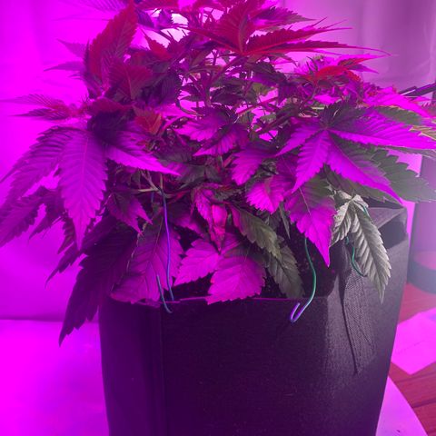 Gorilla Zkittlez growlog timeline photo