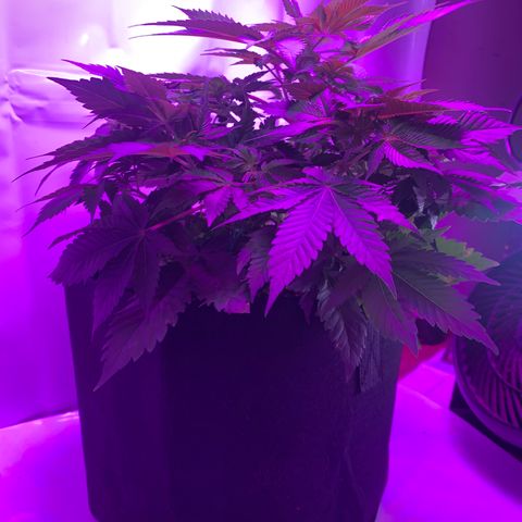 Gorilla Zkittlez growlog timeline photo