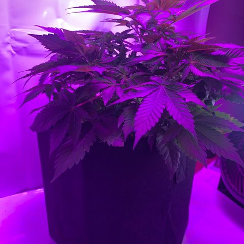 Gorilla Zkittlez growlog timeline photo