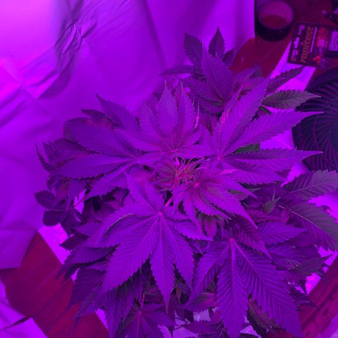 Gorilla Zkittlez growlog timeline photo