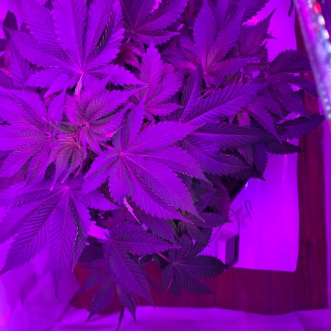Gorilla Zkittlez growlog timeline photo