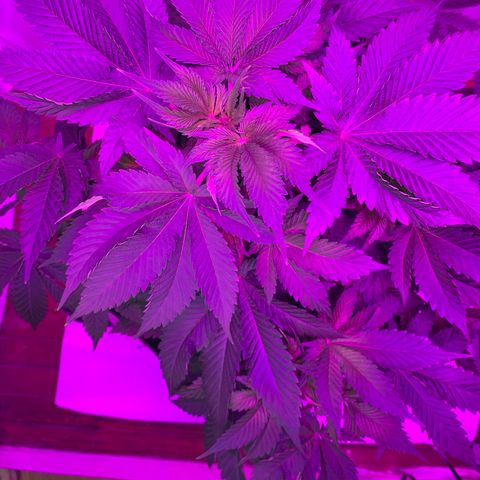Gorilla Zkittlez growlog timeline photo