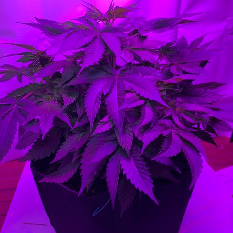 Gorilla Zkittlez growlog timeline photo