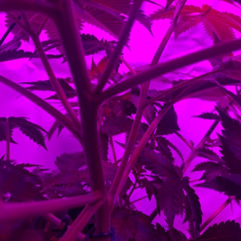 Gorilla Zkittlez growlog photo: First day of flower!