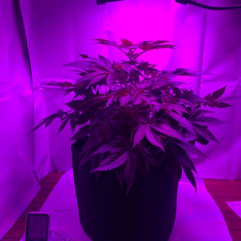 Gorilla Zkittlez growlog photo: First day of flower!