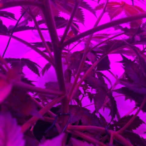 Gorilla Zkittlez growlog photo: First day of flower!