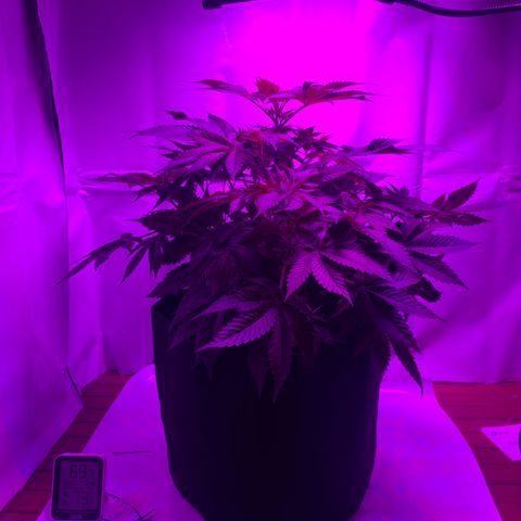 Gorilla Zkittlez growlog photo: First day of flower!