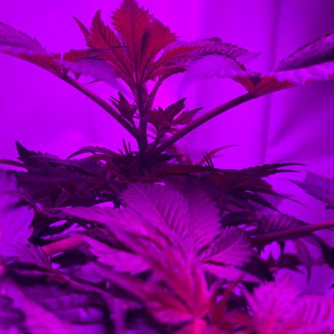 Gorilla Zkittlez growlog photo: First day of flower!