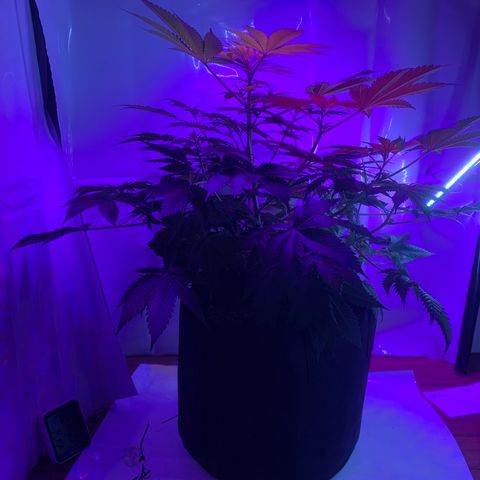 Gorilla Zkittlez growlog timeline photo