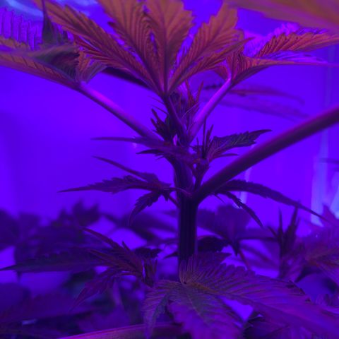 Gorilla Zkittlez growlog timeline photo