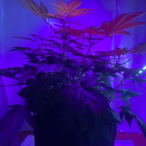 Gorilla Zkittlez growlog timeline photo
