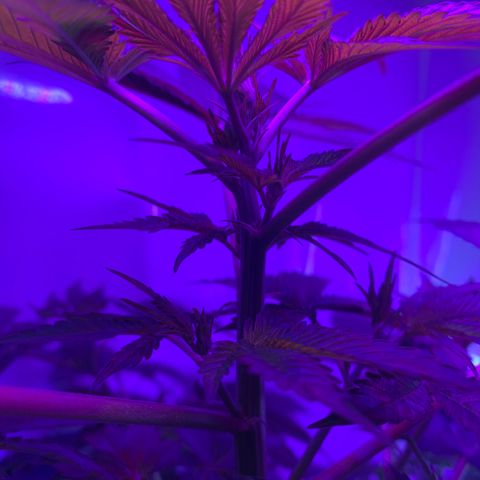 Gorilla Zkittlez growlog timeline photo
