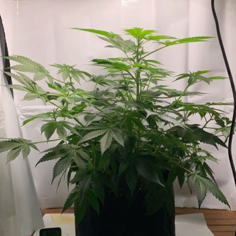 Gorilla Zkittlez growlog timeline photo