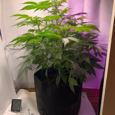 Gorilla Zkittlez growlog photo: Possible nutrient deficiency, trying higher ph