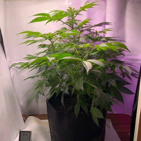 Gorilla Zkittlez growlog photo: Possible nutrient deficiency, trying higher ph