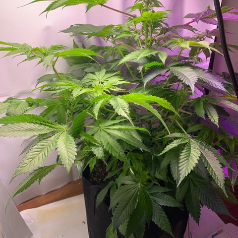 Gorilla Zkittlez growlog photo: Possible nutrient deficiency, trying higher ph