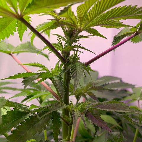Gorilla Zkittlez growlog photo: Possible nutrient deficiency, trying higher ph