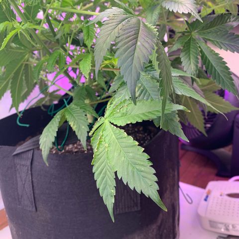 Gorilla Zkittlez growlog photo: Possible nutrient deficiency, trying higher ph