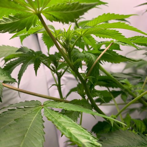 Gorilla Zkittlez growlog photo: Possible nutrient deficiency, trying higher ph