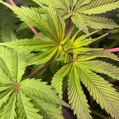 Gorilla Zkittlez growlog photo: Possible nutrient deficiency, trying higher ph