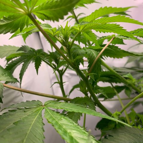 Gorilla Zkittlez growlog photo: Possible nutrient deficiency, trying higher ph