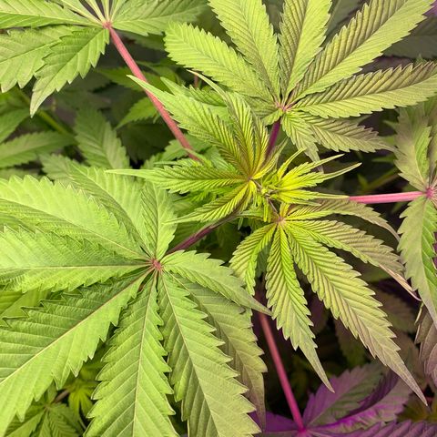 Gorilla Zkittlez growlog photo: Possible nutrient deficiency, trying higher ph