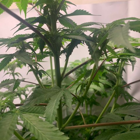 Gorilla Zkittlez growlog photo: Pistlesssss
