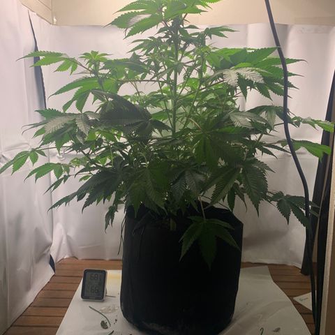 Gorilla Zkittlez growlog photo: Pistlesssss