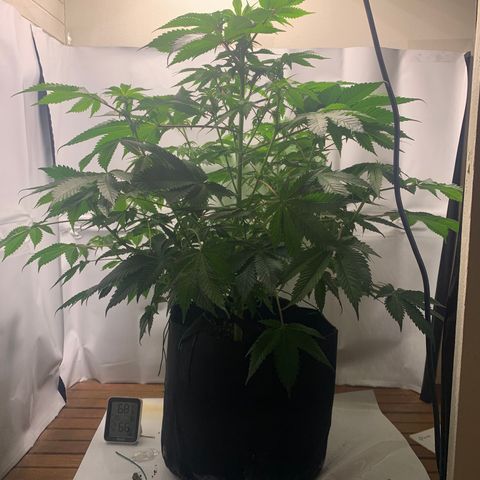 Gorilla Zkittlez growlog photo: Pistlesssss