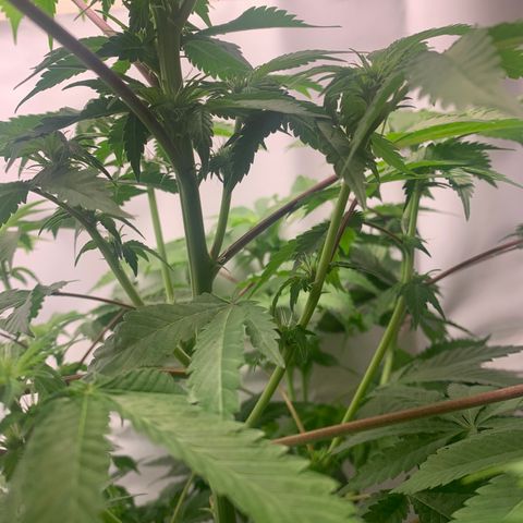 Gorilla Zkittlez growlog photo: Pistlesssss