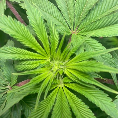 Gorilla Zkittlez growlog photo: Pistlesssss