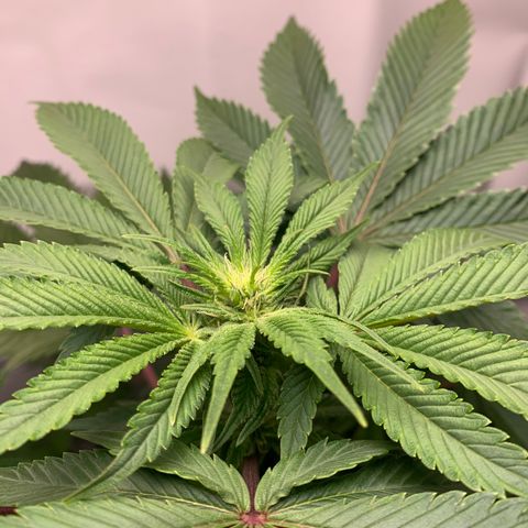 Gorilla Zkittlez growlog timeline photo