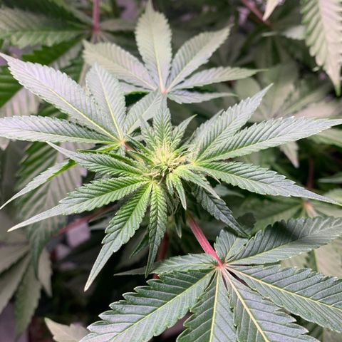 Gorilla Zkittlez growlog timeline photo