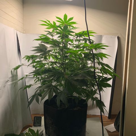 Gorilla Zkittlez growlog timeline photo