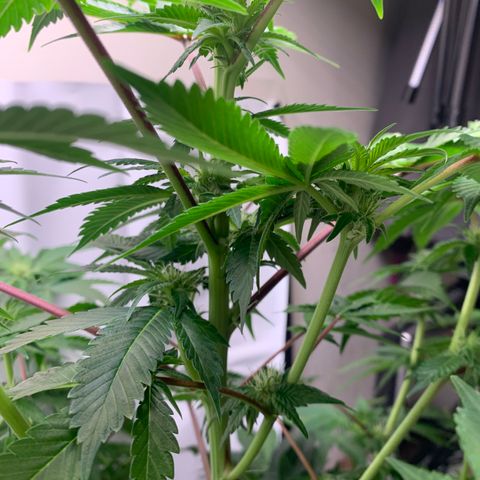 Gorilla Zkittlez growlog timeline photo