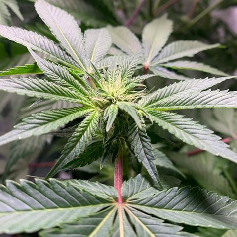 Gorilla Zkittlez growlog timeline photo