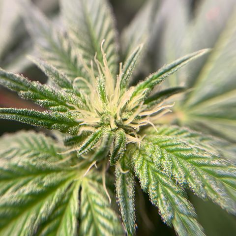 Gorilla Zkittlez growlog timeline photo