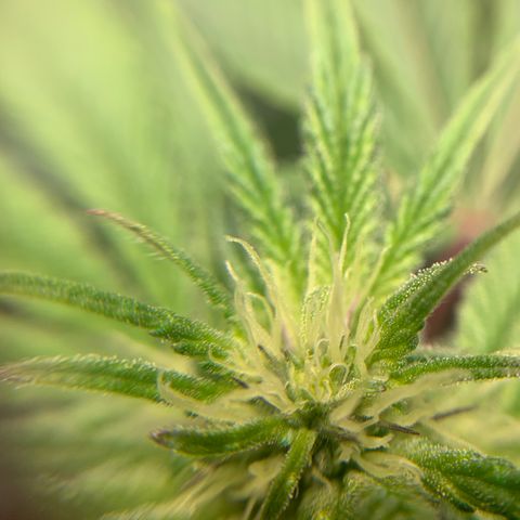 Gorilla Zkittlez growlog timeline photo