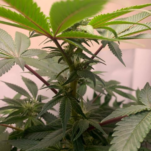 Gorilla Zkittlez growlog timeline photo