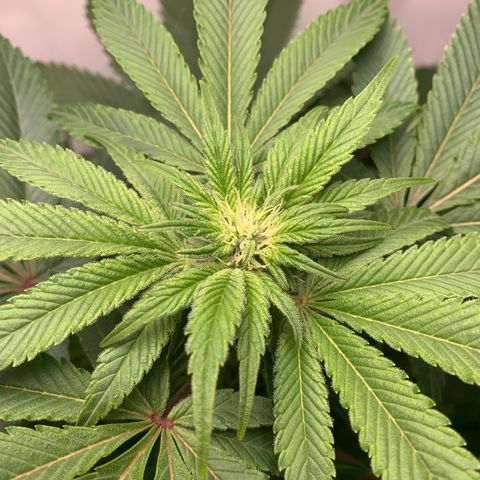 Gorilla Zkittlez growlog timeline photo