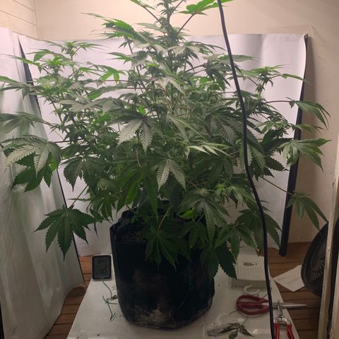 Gorilla Zkittlez growlog timeline photo