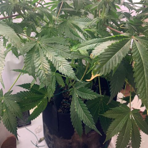 Gorilla Zkittlez growlog timeline photo